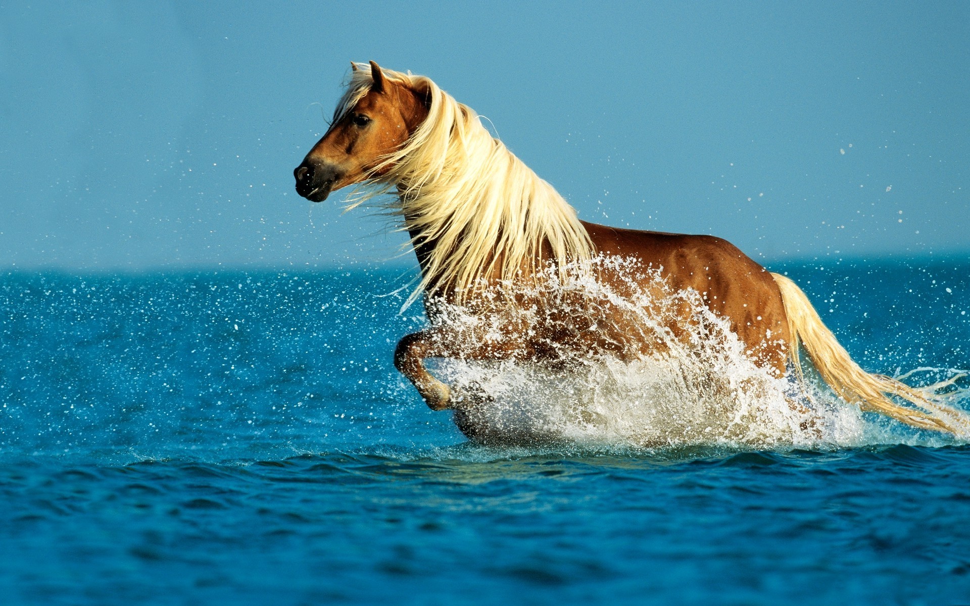 6921796-horses-wallpaper-widescreen