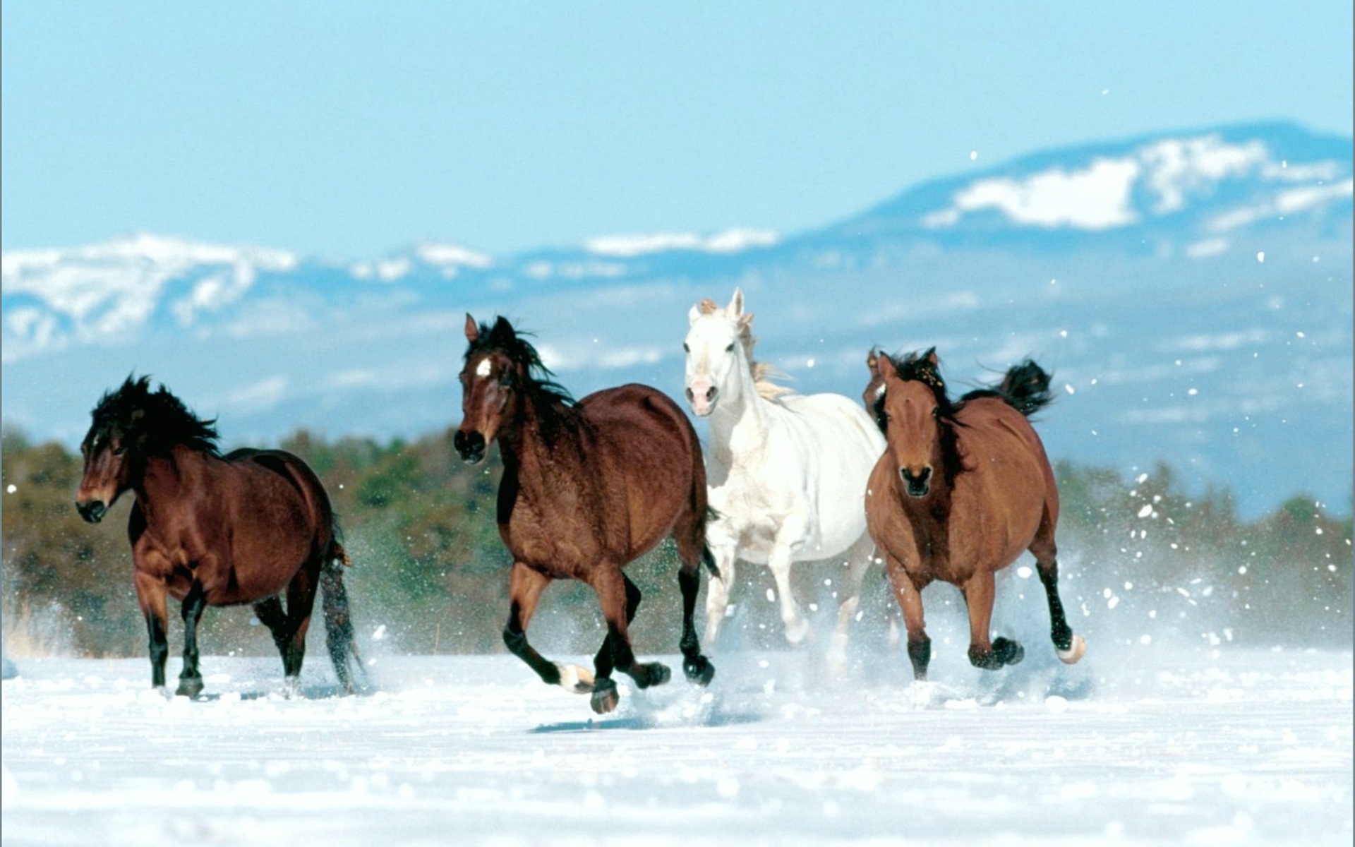 Animal-Horse-Wallpaper-60