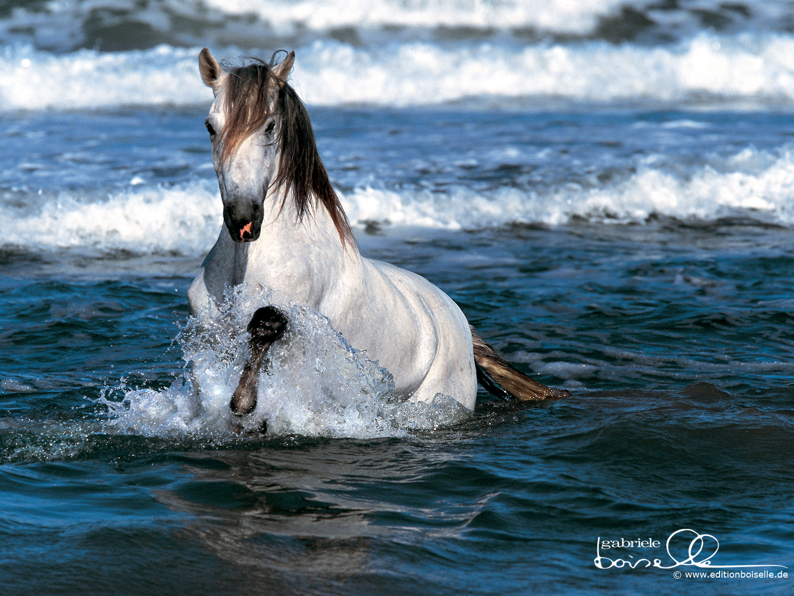 Horse-Wallpaper-horses-1899102-1600-1200